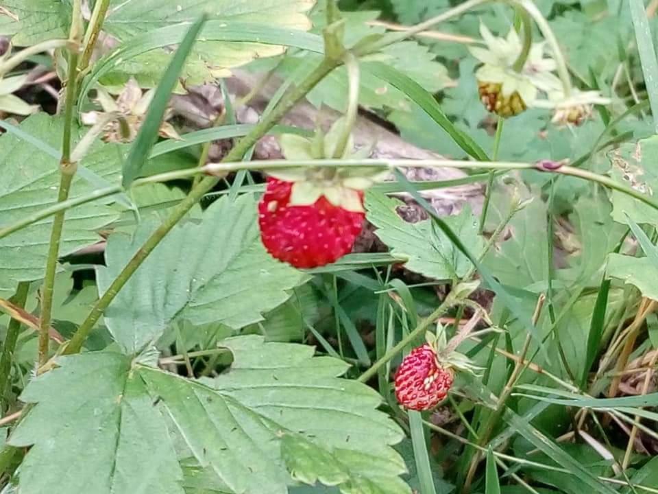 Les Blanches Provençales Acomodação com café da manhã Selonnet Exterior foto